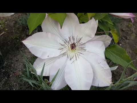 Video: Grys clematis