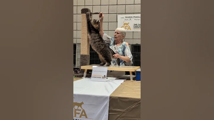 Video 11811461: siberian cat, cfa