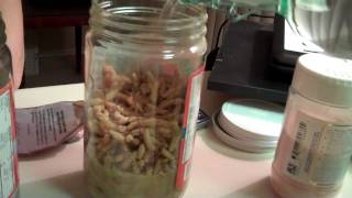 Pine Pollen! How to Forage & Tincture at Home - Cheap and Easy