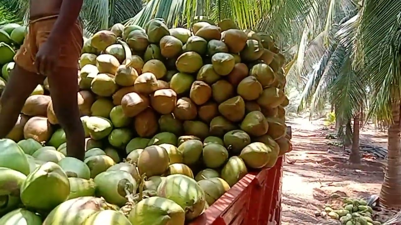 Pollachi, tender coconut wholesaler 9944868142 , 9524649996