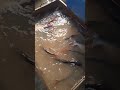 তাজা মাছের বাজার. #মাছ #bazar #trending #shortsviral #shortvideo #viral #rajshahi #fish #shortvideo