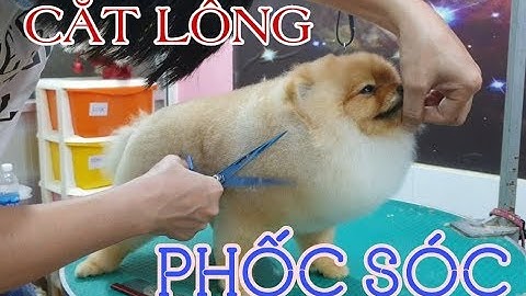 CẮT TỈA LÔNG CHÓ PHỐC SÓC | GROOMING POMERANIAN | ZULI PET SALON