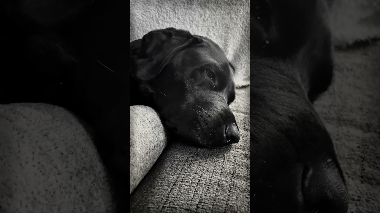 Seizure prone dog seeks comfort from cute little boy
