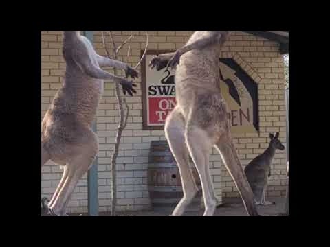 Kangaroo Stand off Outside Aussie Pub || ViralHog