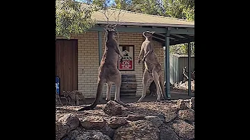 Kangaroo Stand off Outside Aussie Pub || ViralHog