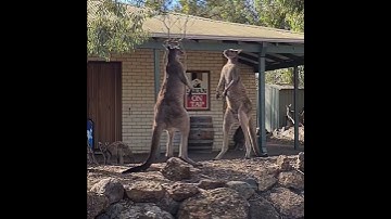 Thumbnail of Kangaroo Stand off Outside Aussie Pub || ViralHog