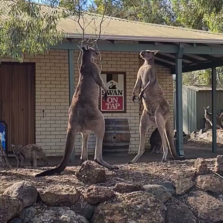 Kangaroo Stand off Outside Aussie Pub || ViralHog