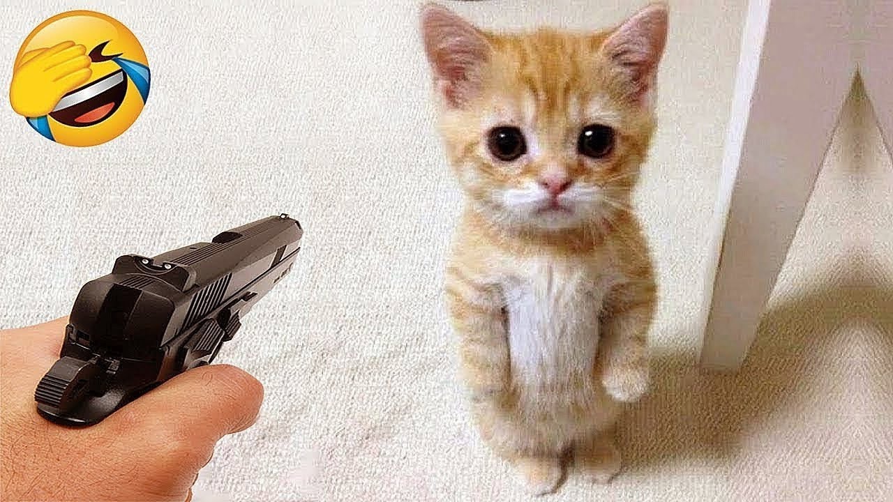 Vídeos engraçados de gatos😆 Vídeos engraçados de animais 😹🐈