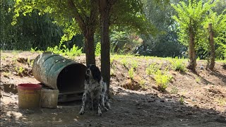 A Barrel was her home for Years…10-Year-Old English Setter. Dog rescue.