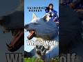 New LARGE WHITE WOLF Mount in Crimson Desert
