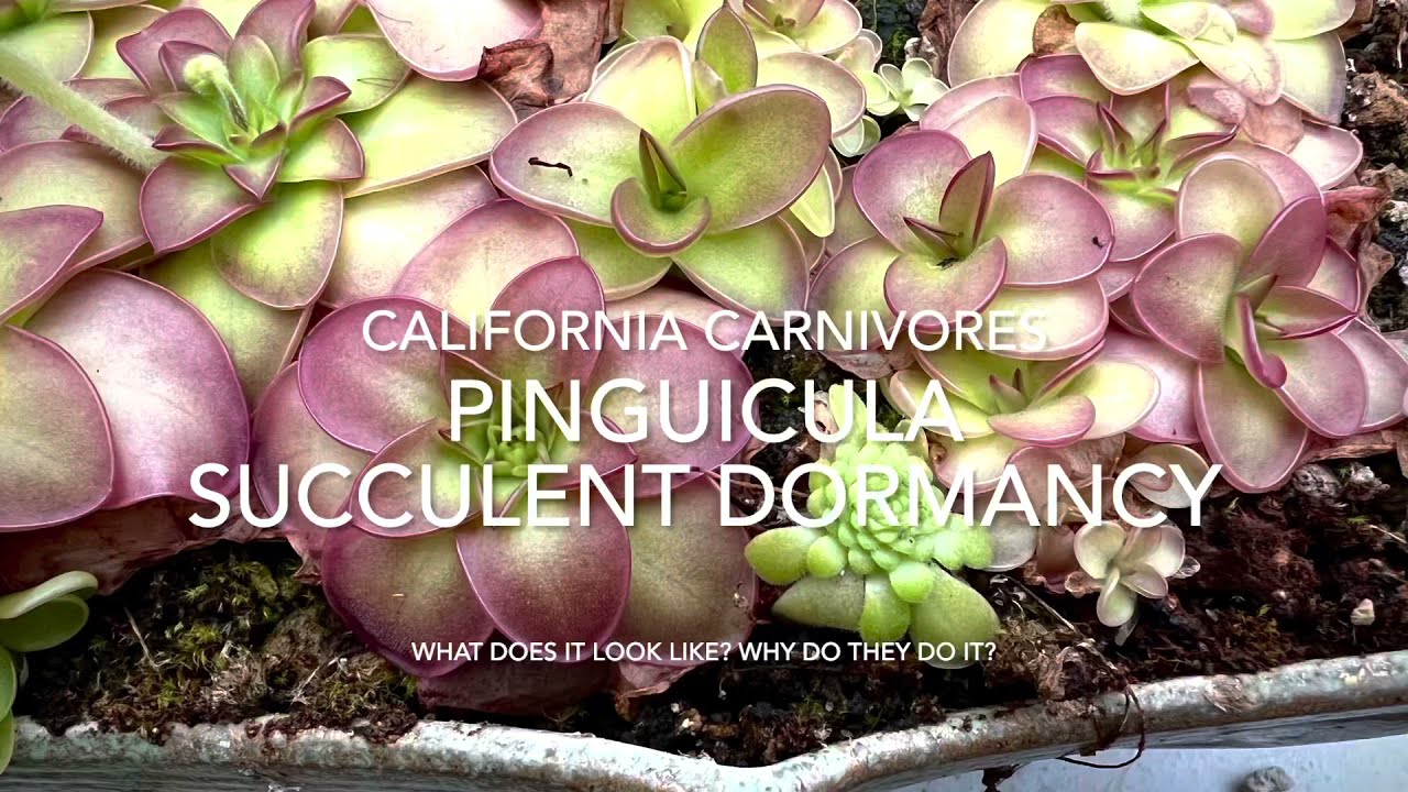Что делать с жирянками (Pinguicula) зимой
