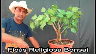 Bonsai Ficus Religiosa/ Peepal Bonsai/ Saved from Virus Attack - YouTube Bonsai Ficus Religiosa/ Peepal Bonsai/ Saved from Virus Attack - YouTube