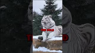 SICK TIGER! #pets #animals #animalstories #tiger #siberiantiger