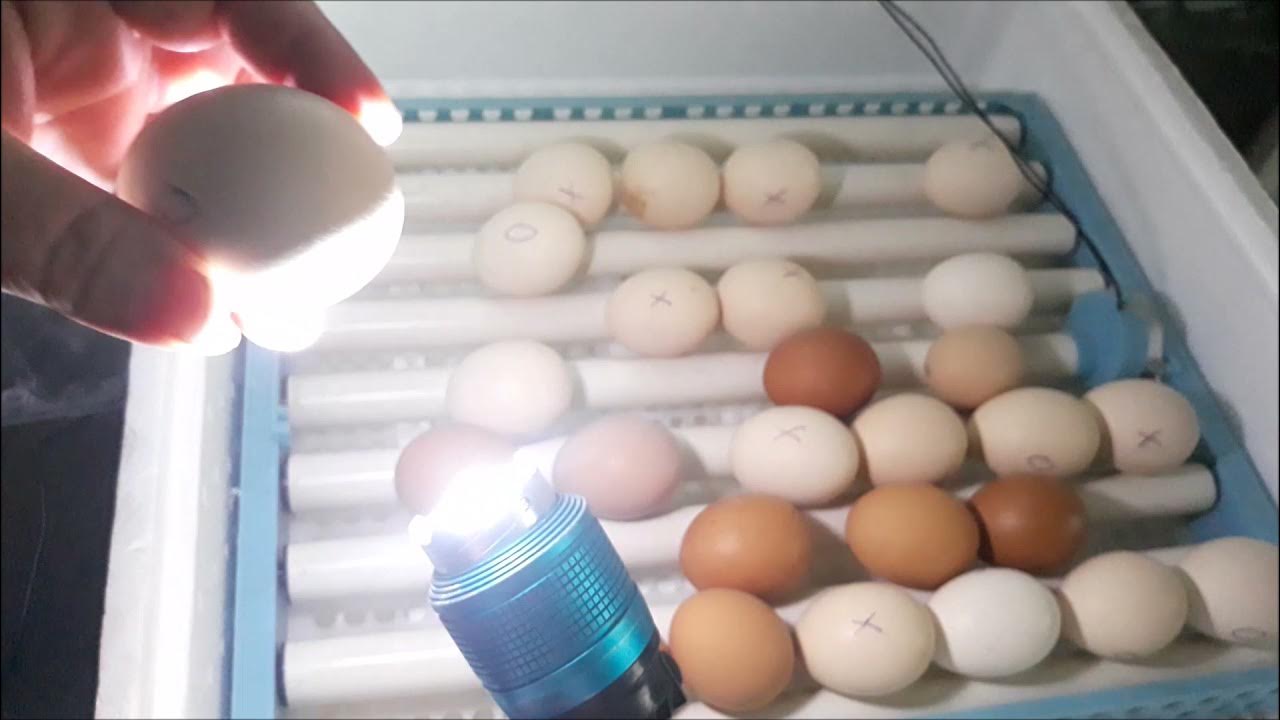 Как оплодотворяют яйца куры. Как определить яйца оплодотворенные или нет в инкубаторе.