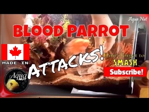 Blood Parrot Cichlid Aquarium Fish Attacks Owner |  Fish Bites Keeper