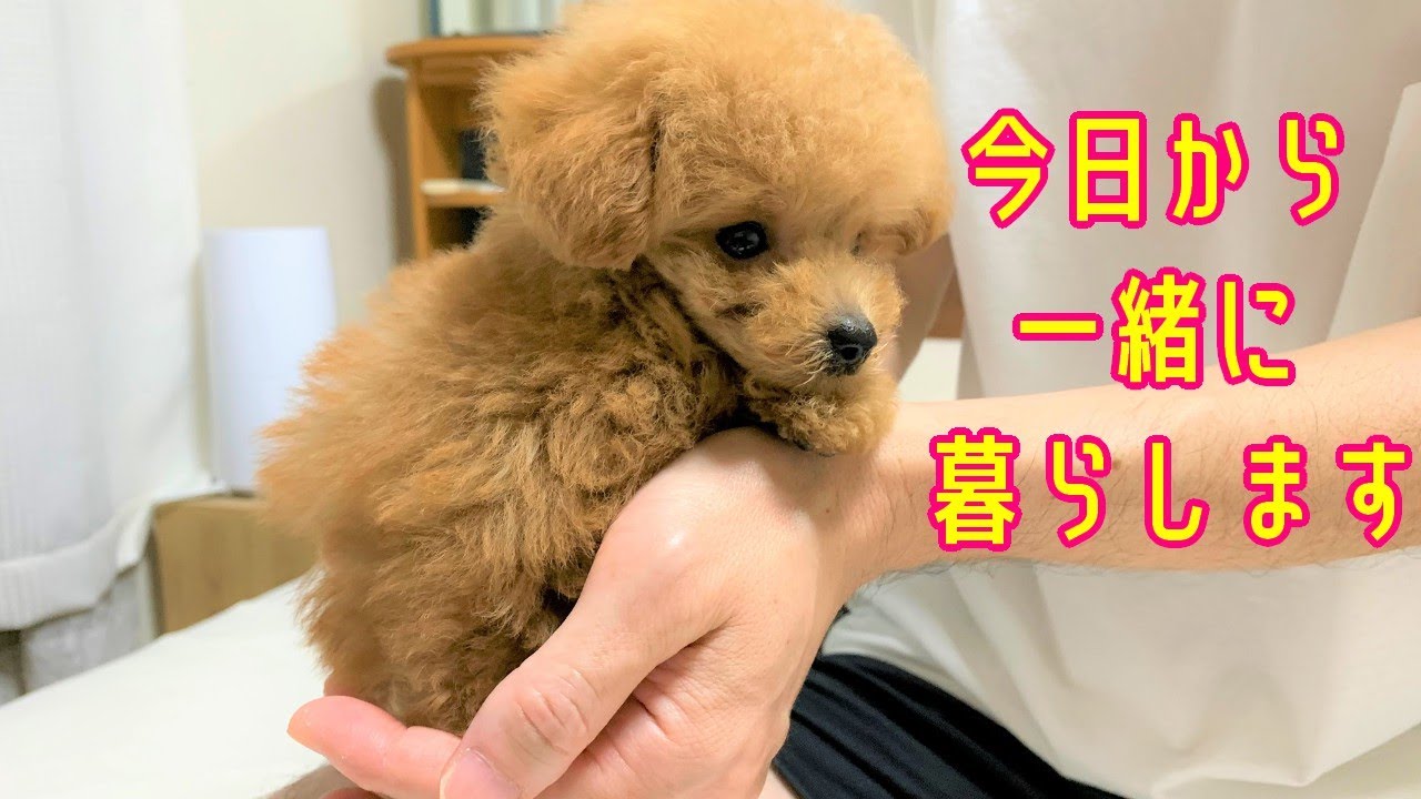 生後67日目の極小マイクロティーカッププードルを迎えました 今日から一緒に暮らします 極小ティーカッププードル ナノプードル トイプードル 多頭飼い Youtube