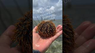 #seaurchin #underwaterlife #marinelife #seacreature #marinebiology #seafood #youtubeshort