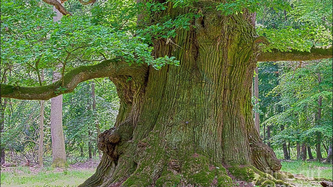 В лесу росло 99 красивых дубков. Ярусы леса дубрава. Задание на лето в лесу росло 99 дубков краткое содержание. Дуб черешчатый саженцы. Желудь росток дуб.