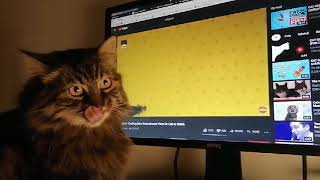 Cat playing a cat video game, part II by anadebergerac 554 views 3 years ago 1 minute, 6 seconds