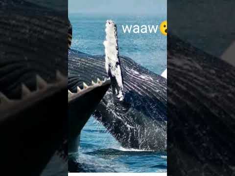    أخبار منوعة