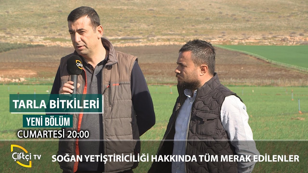 Soğan Yetiştiriciliği Hakkında Bilinmeyenler - TARLA BİTKİLERİ #tarım #çiftçi #üretim