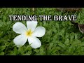 Tending The Brave Re Visit Tending The Brave Re Visit