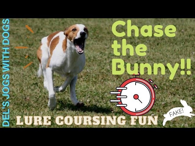 Wicked Coursing - Dog Sports, Dog Lure Coursing, Dog Race, Dog Chase
