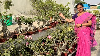 लखनऊ के इस घर में है तरह तरह के सुंदर पौधों की भरमार 😲 Lucknow Garden Tour