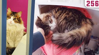 Katil Butonu Özel (Olmayan) Vi̇deo 😆 Mart Ziyareti Neden Yapılmadı? 256