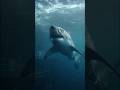 Divers Film Large Animal Moving Beneath Harbor