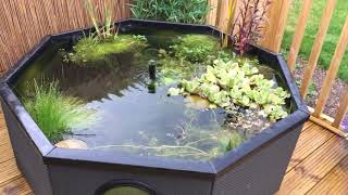 Very Last Of The Pond Before We Move House - Blagdon Affinity Grand Octagon Pond
