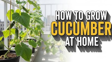 The Ultimate Guide to Cucumber Care: Grow Healthy and Abundant Cucumbers in Your Garden! #cucumber