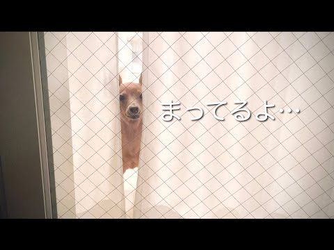 【雨の日】飼い主を待ち続けて寂しかった子鹿犬の休日／【ミニピン／元保護犬】