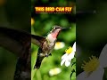 Hummingbird 😲 Flying Without Moving #shorts #viral #flying #nature #wildlife #birds #amazing  #4k
