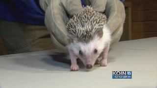Oregon Zoo African Pygmy Hedgehog Early Spring