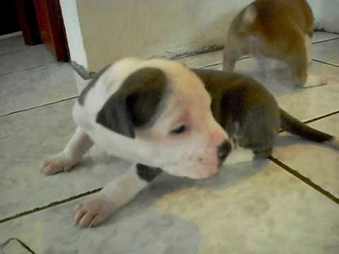 Pitbull puppies on guam...Blue & blue fawn pitbull pups (3 weeks old)... - YouTube
