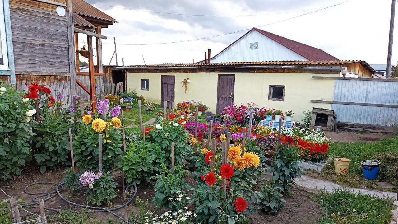Сибирь. В гостях у сестры. Любуюсь цветами. - YouTube