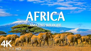 Amazing Wildlife Of Africa in 4k  Scenic Relaxation Film With Calming Music  4K Video Ultra HD