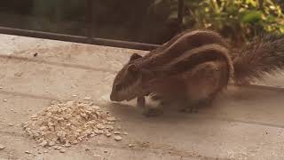 Squirrel eating oats 😋 👌  Must watch VERY CUTE
