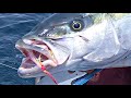 How to target kingfish and other fish with slow pitch jigs