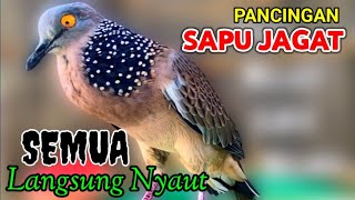 Suara Burung Tekukur ini Khusus Pancingan TEKUKUR yang malas bunyi dan bahan ombyokan langsung nyaut