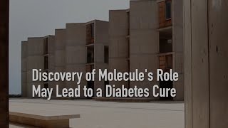 Discovery of Molecule's Role May Lead to a Diabetes Cure