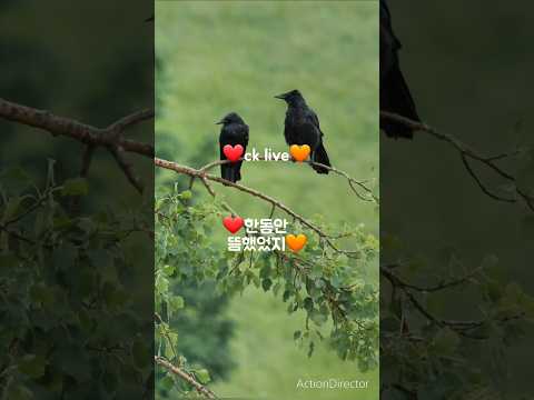 Ck Jy Live 한동안 뜸했었지 사랑과 평화