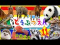 【子供向け どうぶつアニメ】動物園へ行こう!part11☆どうぶつえんで人気の動物が21種類も大集合!ライオン ゾウ パンダ|動く動物図鑑で動物の名前を覚えよう◎ 【子供が喜ぶ 動物の知育動画】