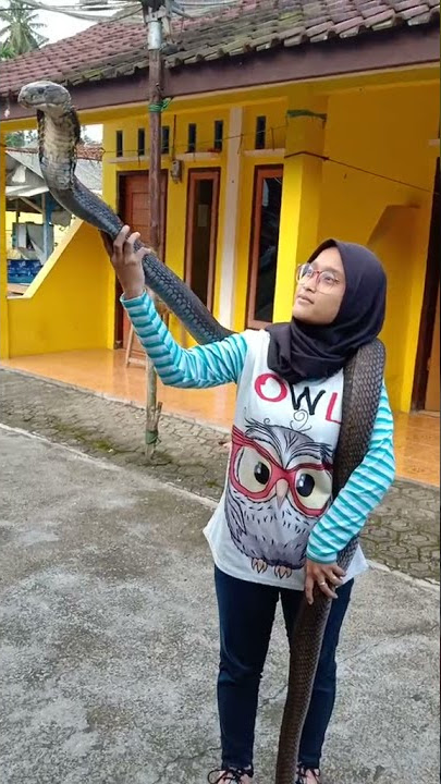 TIKTOK TERBARU || GADIS KING KOBRA