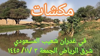 مكشات في غدران شعيب المسعودي شرق الرياض الجمعة ٣ / ١١ / ١٤٤٥