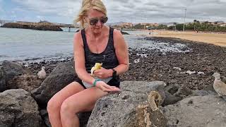 Feeding chipmunks (squirrels) banana and nuts in Calleta de Fuste Fuerteventura. by robert tetley 130 views 2 weeks ago 8 minutes, 55 seconds