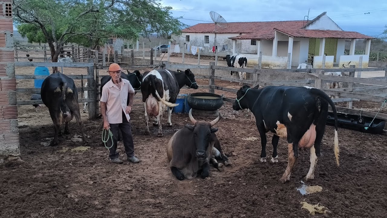 ZÉ IMPERIANO COMPROU 3 VACA DE ALTO GENÉTICA DÃO MAIS DE 30 LITROS DE LEITE POR DIA !!!!!