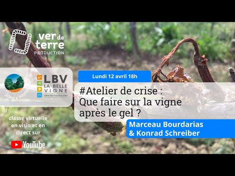 Vidéo: Protection contre le gel de la vigne : comment arrêter les dommages causés par le gel printanier aux raisins