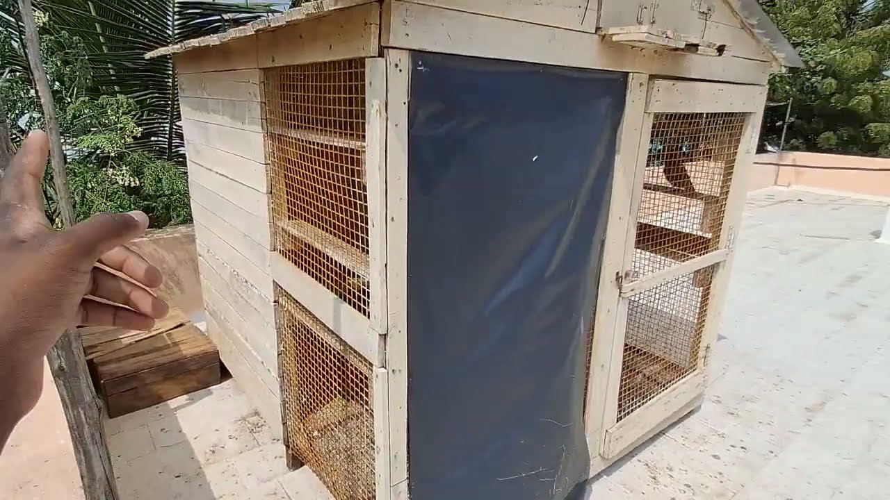 Hi friends 🧡 Our Red Over Adi male Kurna has returned. 🕊️ #BNANIMALSSHOP